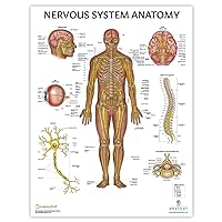 Anatomy Lab Human Nervous System Poster, LAMINATED, Anatomy and Physiology Body System Poster, 17.3 x 22.5 Inches, Nervous System Anatomy Poster, Body System Anatomy