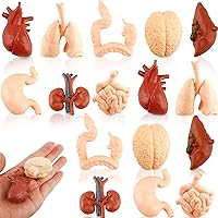 16 Pack Human Organ Model Human Anatomy Toy Halloween Fake Simulation Human Body Parts for Kids Physiology Study Tools Halloween Decor, 8 Styles
