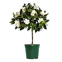 American Plant Exchange Gardenia Vetchii Mini Braided Tree, 6-Inch Pot, Indoor Flowering Plant, Fragrant White Blooms, Moderate Care Live Houseplant, Perfect for Porches, Patios, & Gardens