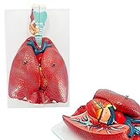 Veipho Human Lung Model, Respiratory System Model with 51 Parts Indication Signs, 7 Removable Parts Life Size Lung Model, Lung Anatomical Model for Study, Includes Heart and Throat & Base and Chart