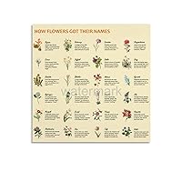MUMURRT The Etymology of Flower Names Plant Poster Knowledge Poster Canvas Painting Wall Art Poster for Bedroom Living Room Decor 12x12inch(30x30cm) Unframe-style
