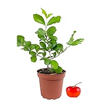 Barbados Cherry Tree - 3 Live Plants in 4 Inch Grower's Pots - Malpighia Emarginata - Edible Fruit Bearing Tree for The Patio and Garden