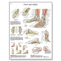 3B Scientific VR3176UU Glossy Paper Pie Y Tobillos - Anatomía Y Patología Anatomical Chart (Foot and Ankle Anatomy and Pathology Chart, Spanish), Poster Size 20
