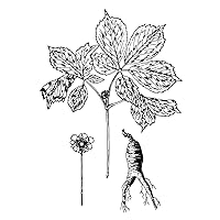 Botany Ginseng 1818 N(Panax Quinquefolium) Plant Flower And Root Of The Ginseng (Panax Quinquefolius) Line Engraving From BartonS Medical Botany 1818 Poster Print by (24 x 36)