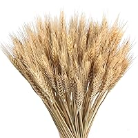 GTIDEA 100 Pcs Dried Wheat Stalks 16