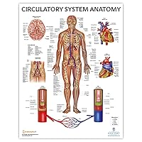 Anatomy Lab Human Circulatory System Poster, LAMINATED, Anatomy and Physiology Body System Poster, 17.3 x 22.5 Inches, Circulatory System Anatomy Poster, Body System Anatomy