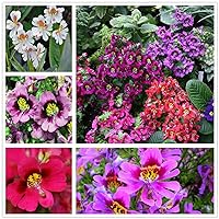 50pcs Angel Wings Butterfly Flower Orchid Seeds Schizanthus Pinnatus Mix Color Flower Seed