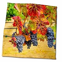 3dRose USA, Washington, Columbia Valley. Cabernet Sauvignon Grapes. - Towels (twl-191776-3)
