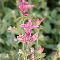 CHUXAY GARDEN 50 Seeds Salvia Horminum Pink Sunday Seed,Annual Sage,Salvia Viridis,Annual Clary Lovely Pink Flowers Hardy Herb Plant Great for Garden