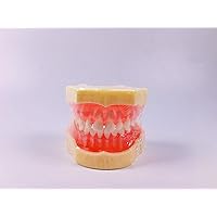 Removable 24 Pieces Teeth Dental Study Model Gap Between Tooth Primary Demonstate Teach Tool