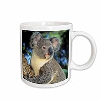 3dRose mug_85322_1 Koala Bear, Australia, Eucalyptus Tree Sa01 Ksc0000 Kevin Schafer Ceramic Mug, 11-Ounce