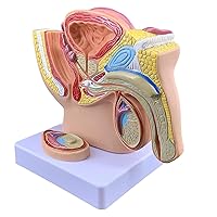 1:2 Human Male Reproductive System Anatomy Model, Life-Size Males Anatomy Genital Model, Male Prostate Pelvis Reproductive Urinary System Model for Doctor's Office