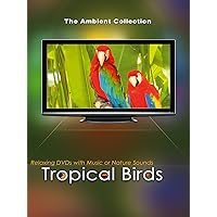 Tropical Birds with Music