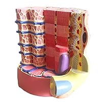 Human Skeletal Muscle Fiber Microscopic Anatomical Model Show Collagen Fibers and Reticulated Fiber Life Size Anatomy Model as Learning Model