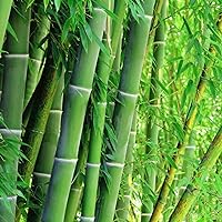 300+ Giant Green Bamboo Seeds for Fast Growing - Privacy Screen Good for Environment Fresh Garden Seeds