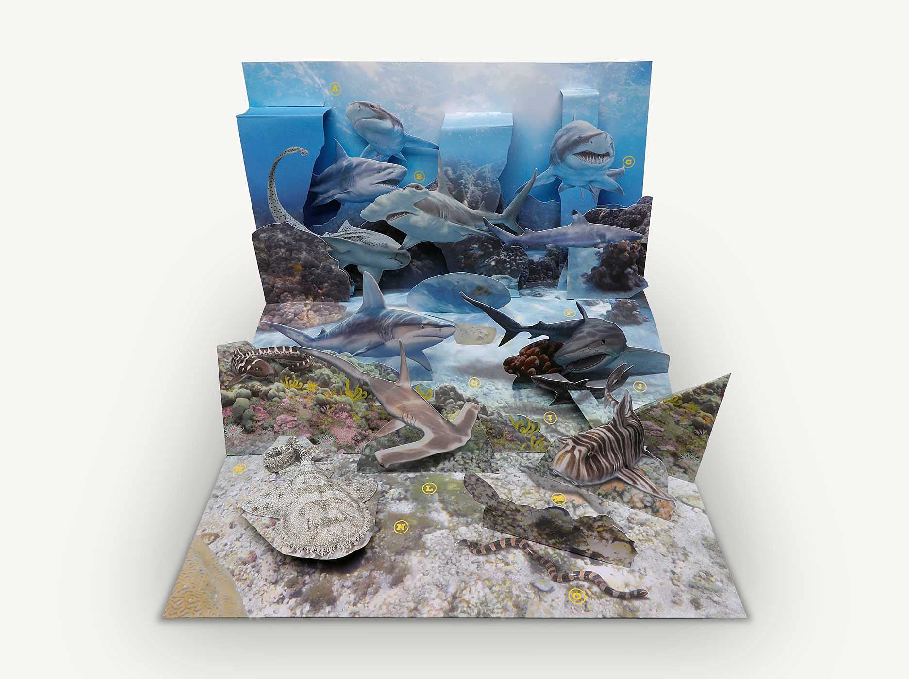 Shark World: A 3-D Pop-Up Book (Pop-Up World!)