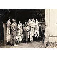 Kentucky Tobacco Farm Na Barn On A Tobacco Farm At Hedges Station Kentucky Photograph By Lewis Hine 15 September 1916 Poster Print by (18 x 24)