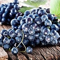 QAUZUY GARDEN 20 Muscadine Grape Seeds for Planting Outdoor Vitis rotundifolia E165, Non-GMO Seeds, Delicious and Nutritious Fruits Survival Gear Food Seeds