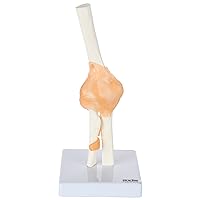 Axis Scientific Flexible Elbow Model, Life-Size Flexible Elbow Joint with Realistic and Soft Ligament Anatomy, Includes Base for Display and Interaction, Detailed Product Manual