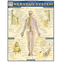 Nervous System (Quick Study Academic) Nervous System (Quick Study Academic) Pamphlet Book Supplement