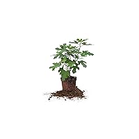 PERFECT PLANTS Chicago Hardy Fig Tree Live Plant, 1 Gallon, Includes Care Guide