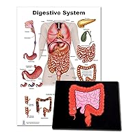 Blue Tree Publishing Inc., Digestive System Poster 12 x 17 and Colon Model with images of Colon, Swallowing, Stomach, Appendix, Large and Small Intestins