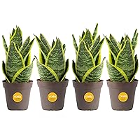 Costa Farms Snake Plant (4-Pack), Live Indoor and Outdoor Sansevieria Plants, Easy Care Live Succulent Houseplants Potted in Nursery Pots, Potting Soil, Porch, Office and Home Decor, 8-Inches Tall