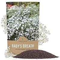 Showy Baby's Breath Seeds – Bulk Quarter Pound Bag – Over 80,000 Open Pollinated Non-GMO Wildflower Seeds – Gypsophila elegans – Quick Blooming White Flowers