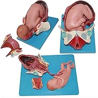 Teaching Model,Full-Term Fetus Model Delivery Midwifery Teaching Demonstration Assembly Anatomy Model with Removable Organs for Medical School Education Study