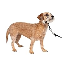 PetSafe Gentle Leader No-Pull Dog Headcollar - The Ultimate Solution to Pulling - Redirects Your Dog's Pulling For Easier Walks - Helps You Regain Control - Small, Black