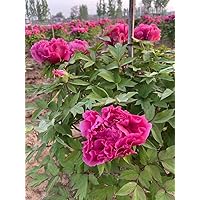 Itoh Perennial Peony - 1 Bare Root 3-5 Eye Plant Yellow or Red-Tree Peony up to 5' Tall (Pink)