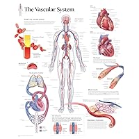 The Vascular System chart: Laminated Wall Chart
