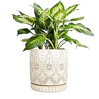 8 Inch Indoor Plant Pot with Drainage Holes and Saucers, Ceramic Planter for Plants, Succulent Orchid Flower Pots