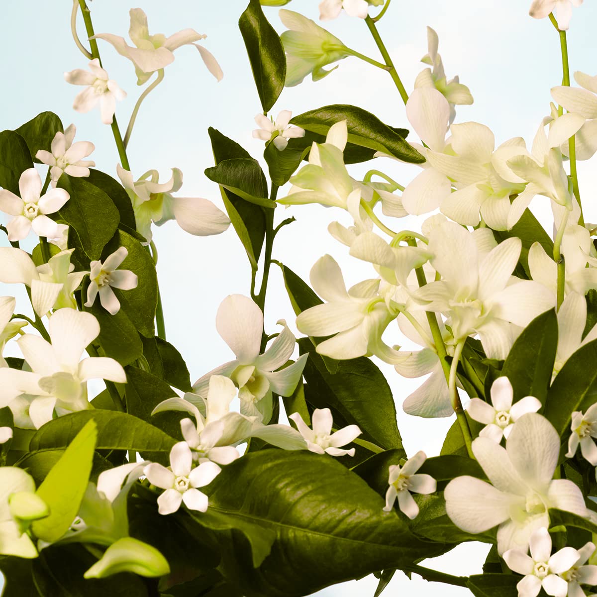 L'Occitane L'Occitane Neroli & Orchidee Shower Gel: Enchanting Floral Scent, Cleansing, Vegan, With Orange Blossom, With Moisturizing Glycerin