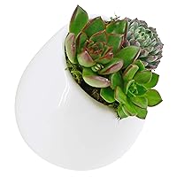 Arcadia Garden Products WP04GW Arcadia Small Round Wall Planter, Glossy White