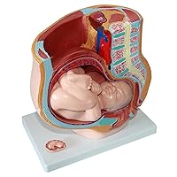 Pelvic Uterus Containing 9-Month-Old Fetus Anatomy Model, Family Planning Medical Model, Used for Teaching Research Display