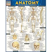 Anatomy - Reference Guide (8.5 x 11): a QuickStudy reference tool (Quickstudy Academic) Anatomy - Reference Guide (8.5 x 11): a QuickStudy reference tool (Quickstudy Academic) Cards