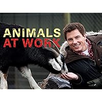 Animals at Work