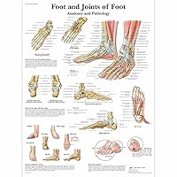 Gifts Delight Laminated 24x24 Poster: Anatomical Charts and Posters - Anatomy Charts - Foot and Ankle Laminated Chart