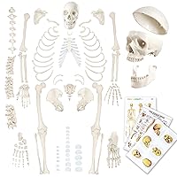 Evotech Disarticulated Human Skeleton Model For Anatomy 67 inch High, Full Size Skeleton Models with Skull, Spine, Bones, Articulated Hand & Foot, for Anatomy Medical Learning