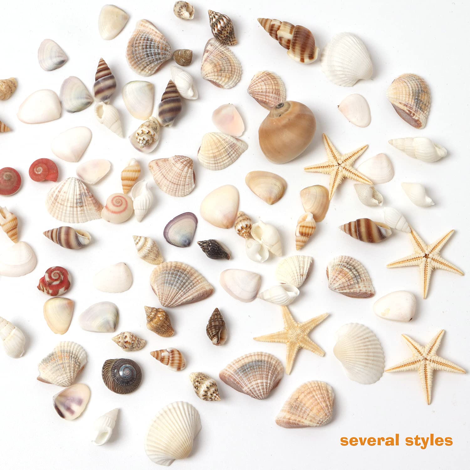 Mua HAPY SHOP 1200 PCS Tiny Sea Shells Small Natural Starfish ...