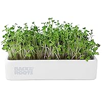 Back to the Roots Organic Microgreens Grow Kit with Ceramic Planter