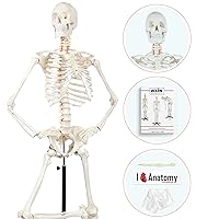 Axis Scientific Human Skeleton Model for Anatomy - Life Size Skeleton Anatomy Model - Includes 27 Page Study Guide, Bone Numbering Guide, Cover & Stand