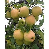 Golden Delicious Apple Tree - Grow Fresh Fruit - Live Plant Shipped 3 Feet Tall by DAS Farms (No California)