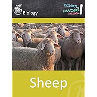 Sheep - School Movie on Biology