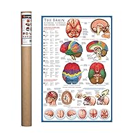 EuroGraphics The Brain Poster, 36 x 24 inch