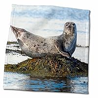 3dRose Harbor Seal Near Djupavik, Iceland. The Westfjords, Strandir, Iceland - Towels (twl-380436-3)