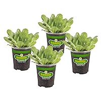 Bonnie Plants Green Romaine Lettuce 19.3 oz. 4-pack
