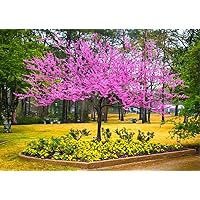 Set 10 Eastern Redbud Trees Live Plants Bare Roots Seedlings, 6 to 12 Inches Tall, Red Bud Tree Plants Live, Purple Lavender Redbud Blooms Color