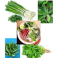 Combo Asian Seeds Set Hat Giong Rau an Pho Herb for Serving Vietnmaese Pho Basil Que, Culantro Long Thai Parsley NGO GAI, Hanh la Green bunching Onion and Coriander Seeds NGO ri